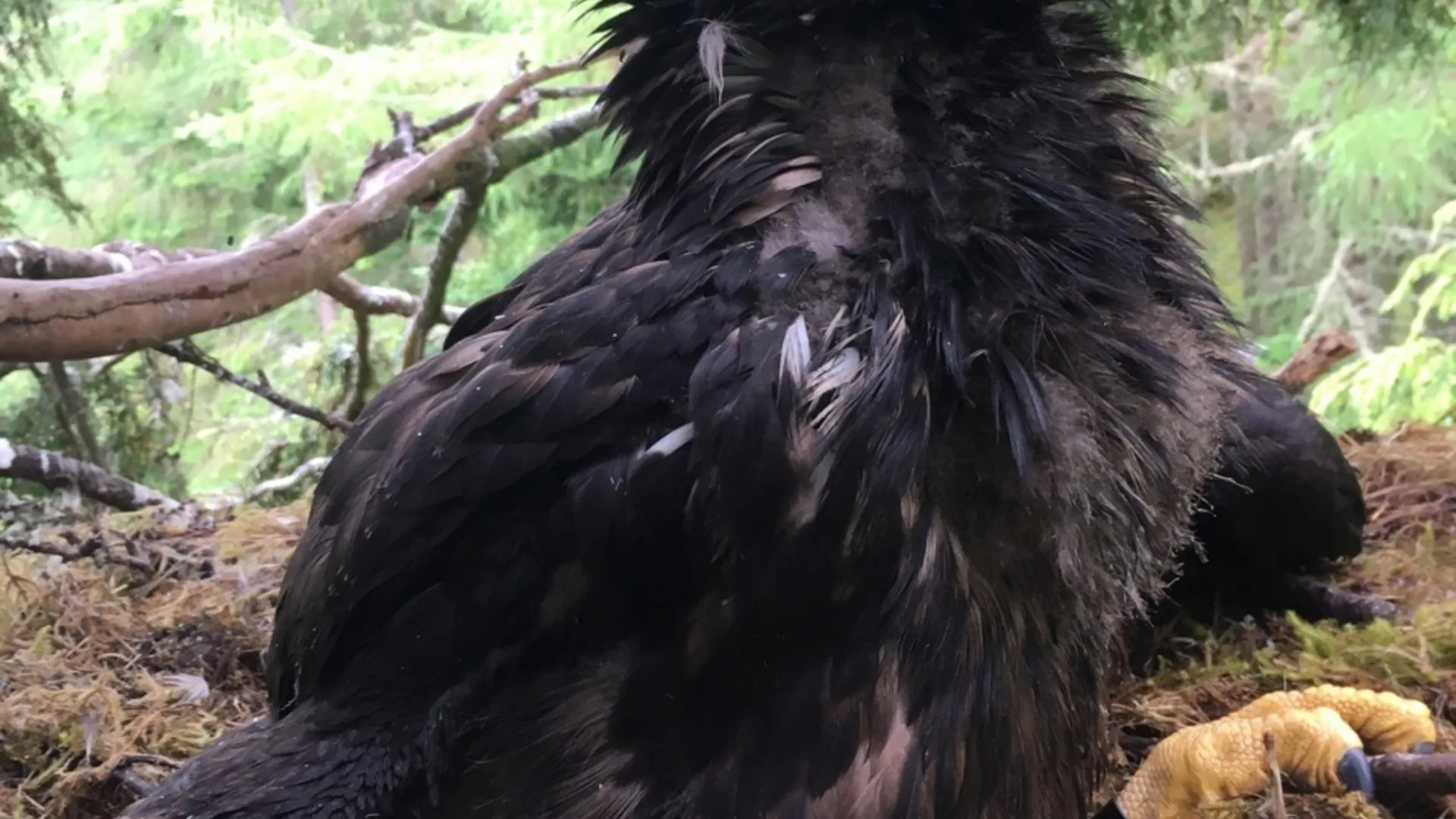 Sea Eagle Breeding & Management History