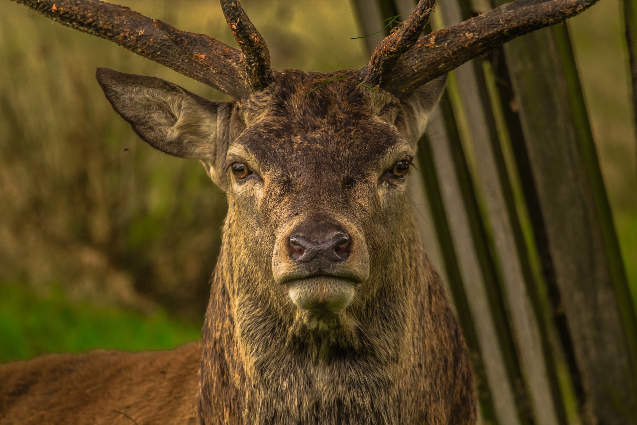 Wildlife on Eilean Shona